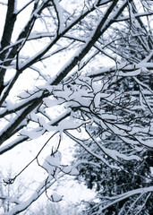 Tree branches in the snow in winter