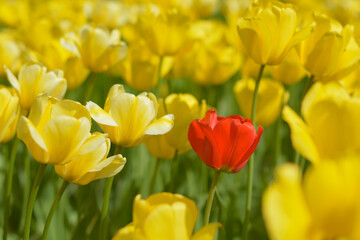 yellow tulips and one red flower in gorky park