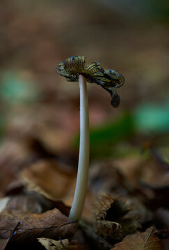 coprinopsis lagopus