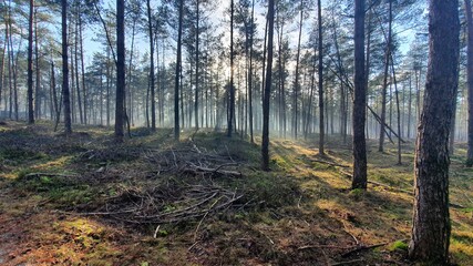Naklejka premium De Hoge Veluwe - National Park views