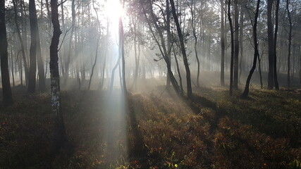 Obraz premium De Hoge Veluwe - National Park views