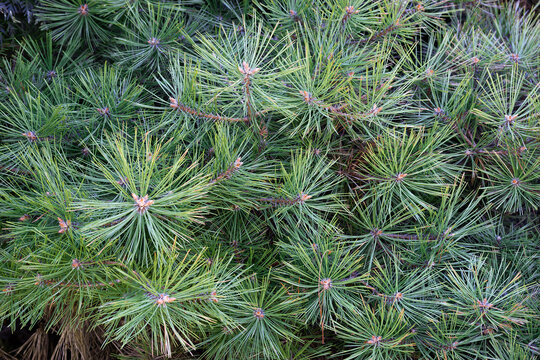 Japanese snow pine (Pinus parviflora 'Tanima no Yuki')