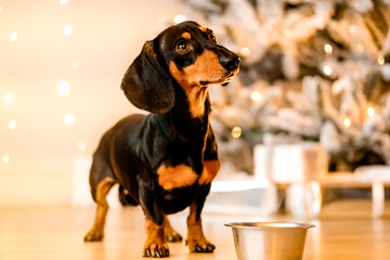 One beautiful black dachshund dog is standing on the floor near an iron bowl. New Year's hundred,.