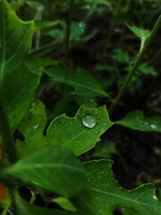 Drop of rain on a leaf