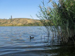 The coot swimming in the lake.