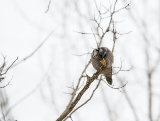Northern Hawk Owl Sitting on Tree Branch and Preening in Winter, Portrait