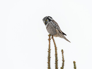 Northern Hawk Owl  Sitting on Top of Spruce Tree in Winter