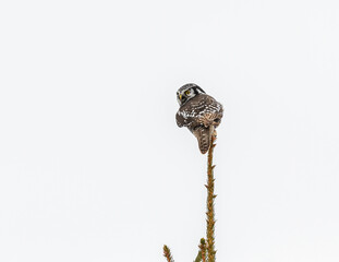 Northern Hawk Owl  Sitting on Top of Spruce Tree in Winter