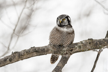 Northern Hawk Owl Sitting on Tree Branch in Winter, Portrait