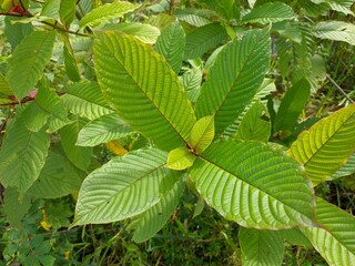 kratom plants (Mitragyna speciosa) grows wild in tropical south Kalimantan