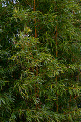 Golden yellow amber bamboo moving in the wind growing wild in the English countryside