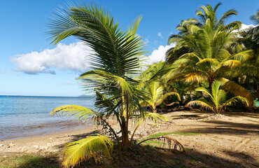 The picturesque Caribbean beach , Martinique island, French West Indies.
