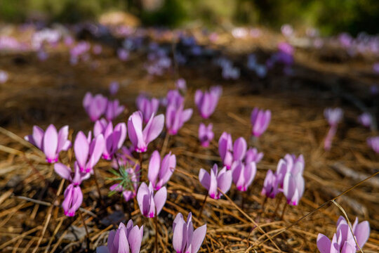 many purple little flowers. bloom in the forest of turkey on the stones in the old town of Phaselis.