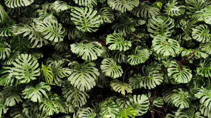 green fern background