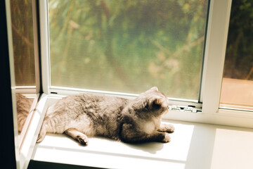sunny morning, a fluffy cat lies on the windowsill, the pet is basking in the sun.