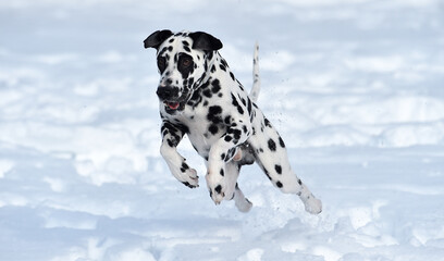 dalmatian dog in the snow