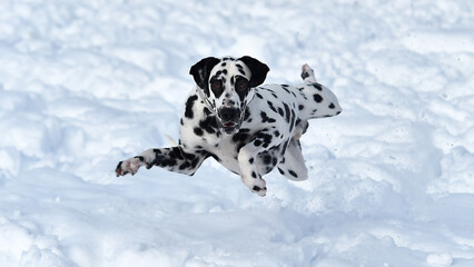 dalmatian dog in the snow