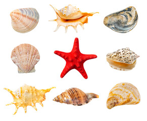 Collection of shells and red starfish isolated on white background