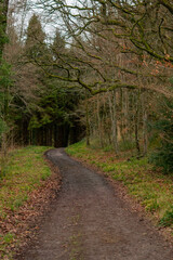 Winter time forest scene, wide path leads into dark woodland with autumn leaves covering the forest floor and ground