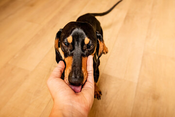dog muzzle close up. dachshund puppy licks hand.