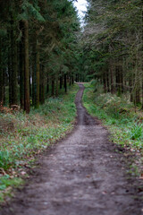 Pathway through deep dense forest in England