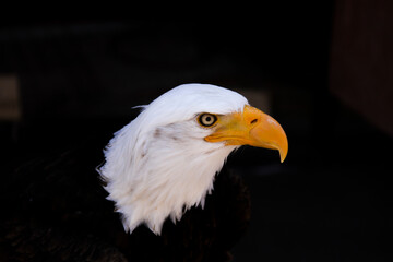 imperial eagle head outdoors