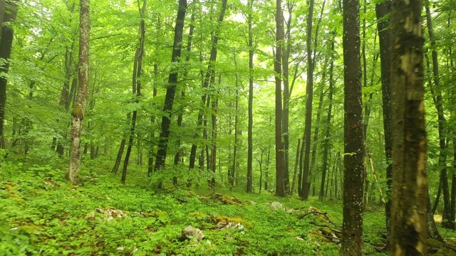 Beautiful smooth fly in green beech tree forest landscape.