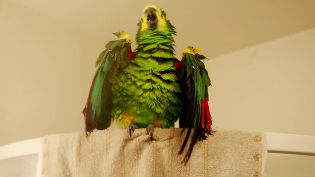 Turquoise-fronted amazon parrot (Amazona aestiva) enjoys shower in bathroom in 4K VIDEO. Green pet bird takes bath in water drops sprayed from hand pump.