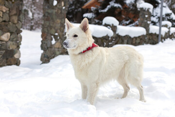 White swiss shepherd dog on the snow in the forest. Winter time. lifestyle
