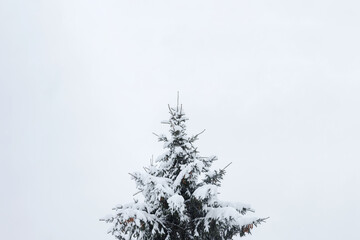 Snow-covered top of a lonely spruce tree on solid gray sky background. Tree in center with copyspace. Winter mood, vibe