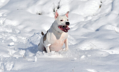 a lovely pitbull in he snow