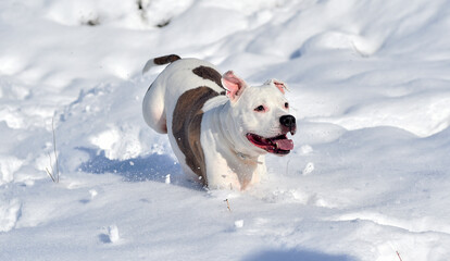 Obraz premium a lovely pitbull in he snow