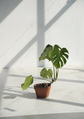 Plant on stone background with shadows of sun.