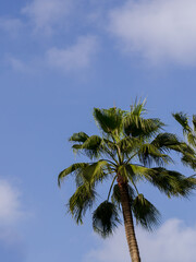Fototapeta na wymiar Palm tree with a bright blue sky in the background and some clouds