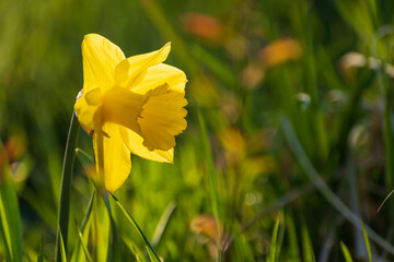 yellow daffodil in sun light green background