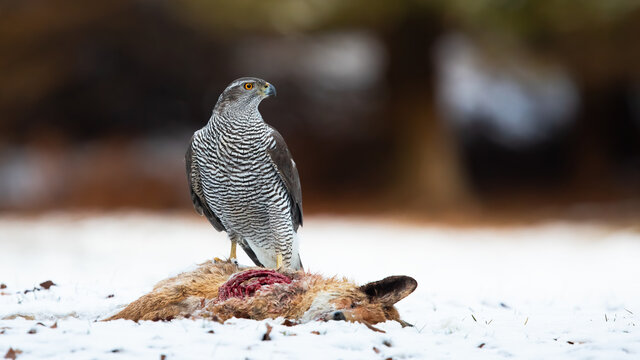 Northern goshawk, accipiter gentilis, standing on white meadow in winter. Grey raptor observing next to dead fox on snow. Striped feathered animal looking on snowy field.