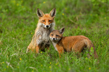 Naklejka na ściany i meble Cute red fox, vulpes vulpes, cub nestling to her mother on green grass in springtime. Adorable animal family in wilderness. Mammal offspring touching her guarding mother.