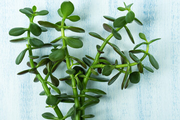 Crassula potted houseplant. Vivid green leaves of jade plant or money tree.