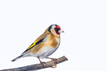 European Goldfinch , Carduelis carduelis, against white background