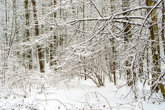 Beautiful scene of the winter forest with snow covered branches of trees. Winter Nature landscape.