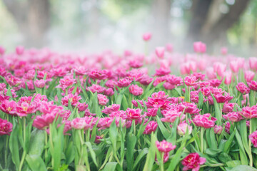 field of flower, blur of pink flowers and sotf focus, pink flower farm