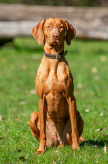 Portrait of Magyar Vizsla dog. Hungarian breed. The dog is sitting and posing