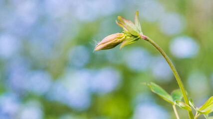 Aquilegia Arrival