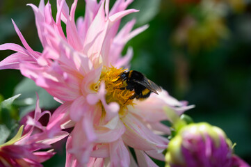 Hummel beim Nektarsaugen