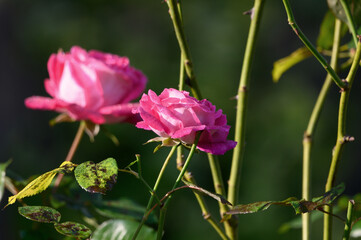 Rose im Morgentau