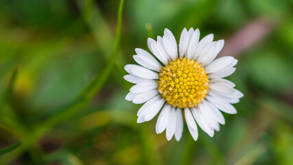 Fototapeta premium Daisy