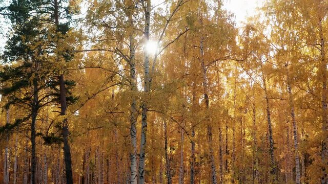 View of the sun through the bright yellow foliage of the autumn forest