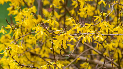 Forsythia Flush