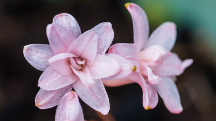 Pink Hyacinth Double