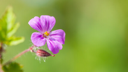Fototapeta premium Herb Robert
